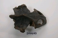 藏品(鱉頭骨化石)的圖片